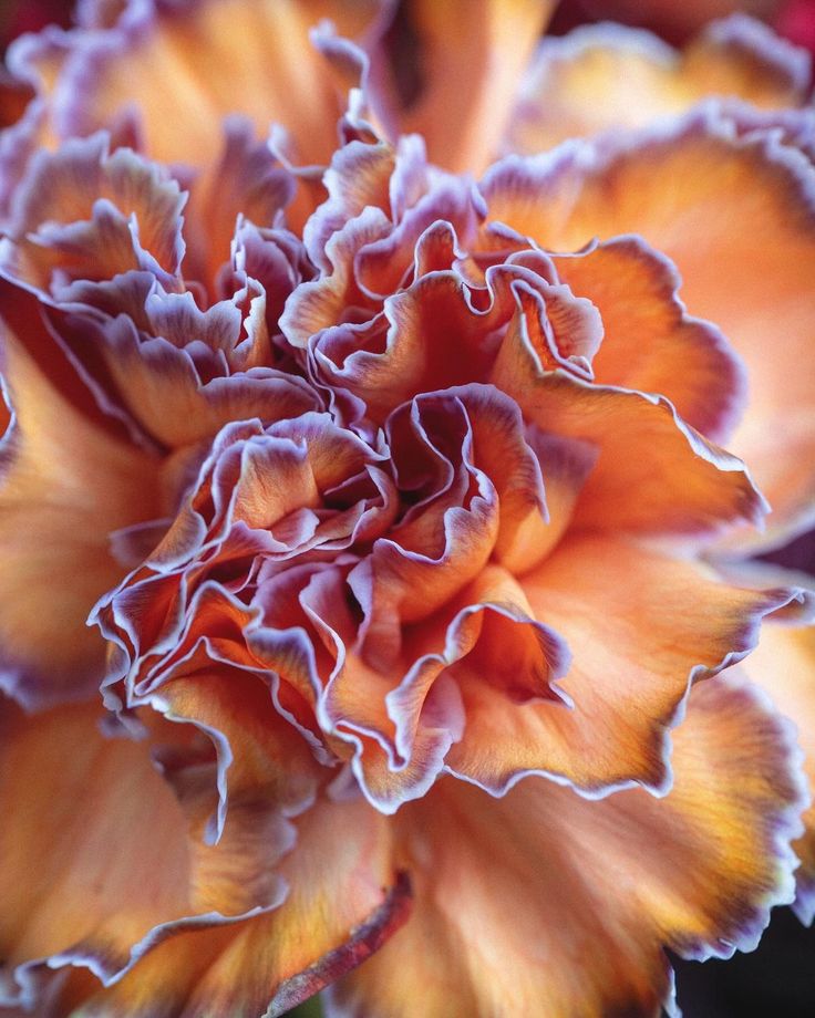 Are Carnations Really Cheap Flowers? A New Perspective on a Classic Bloom