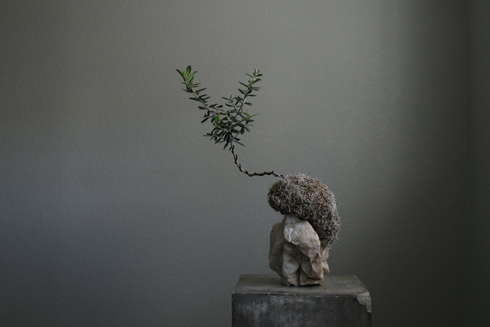 Plants