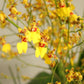 Close-up of Soft Ascent by Shaa.Project in vibrant yellow, showcasing its soft texture and unique design details.