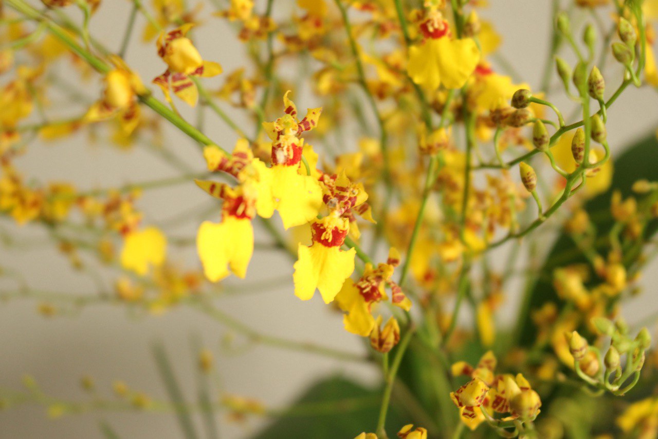 Close-up of Soft Ascent by Shaa.Project in vibrant yellow, showcasing its soft texture and unique design details.
