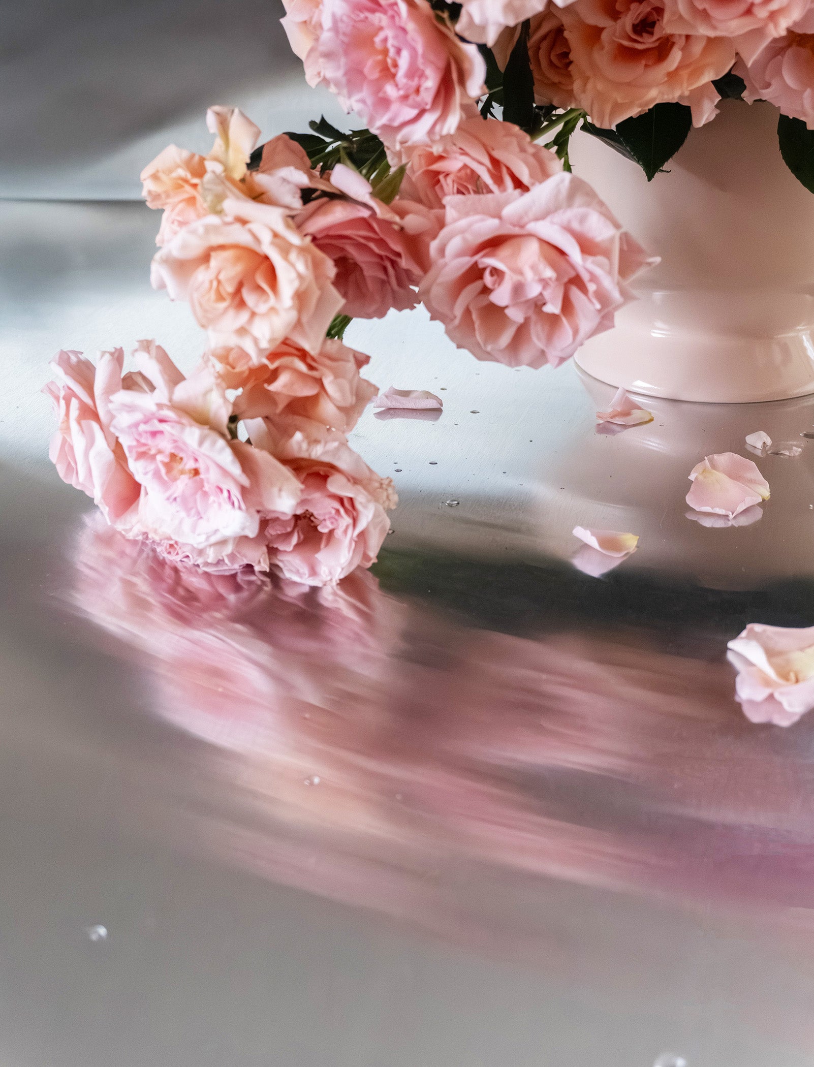 Close-up of pink garden roses from Shaa.Project valentine's collations