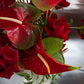 Shaa.Project Velvet Flame featuring rich velvet texture in warm tones, showcasing its luxurious design and vibrant color.