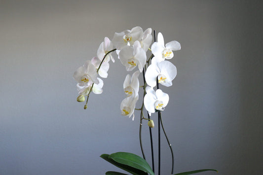 Closeup White orchid flowers against a plain background