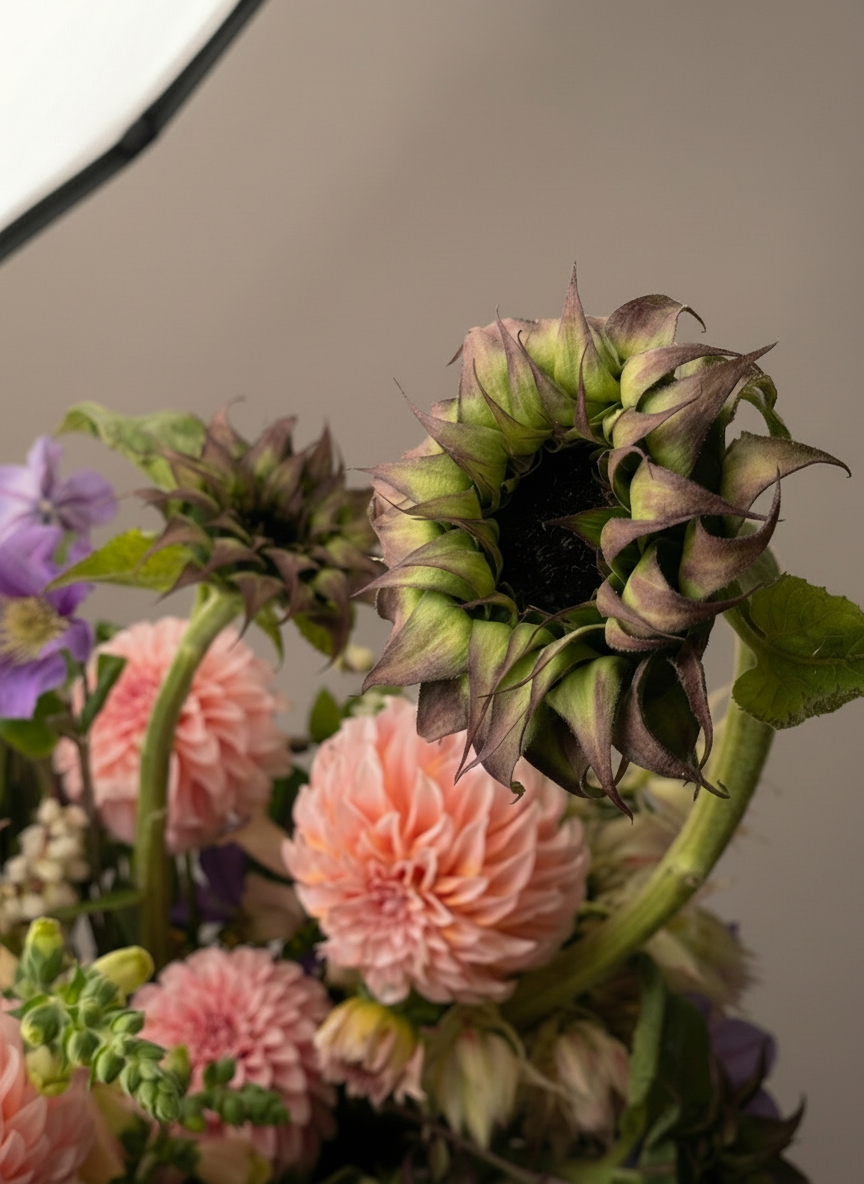 Curious Garden - Shaa.Project