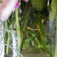 Live orchid plant arrangement in a vase by Shaa.Project, showcasing vibrant blooms and lush green leaves.