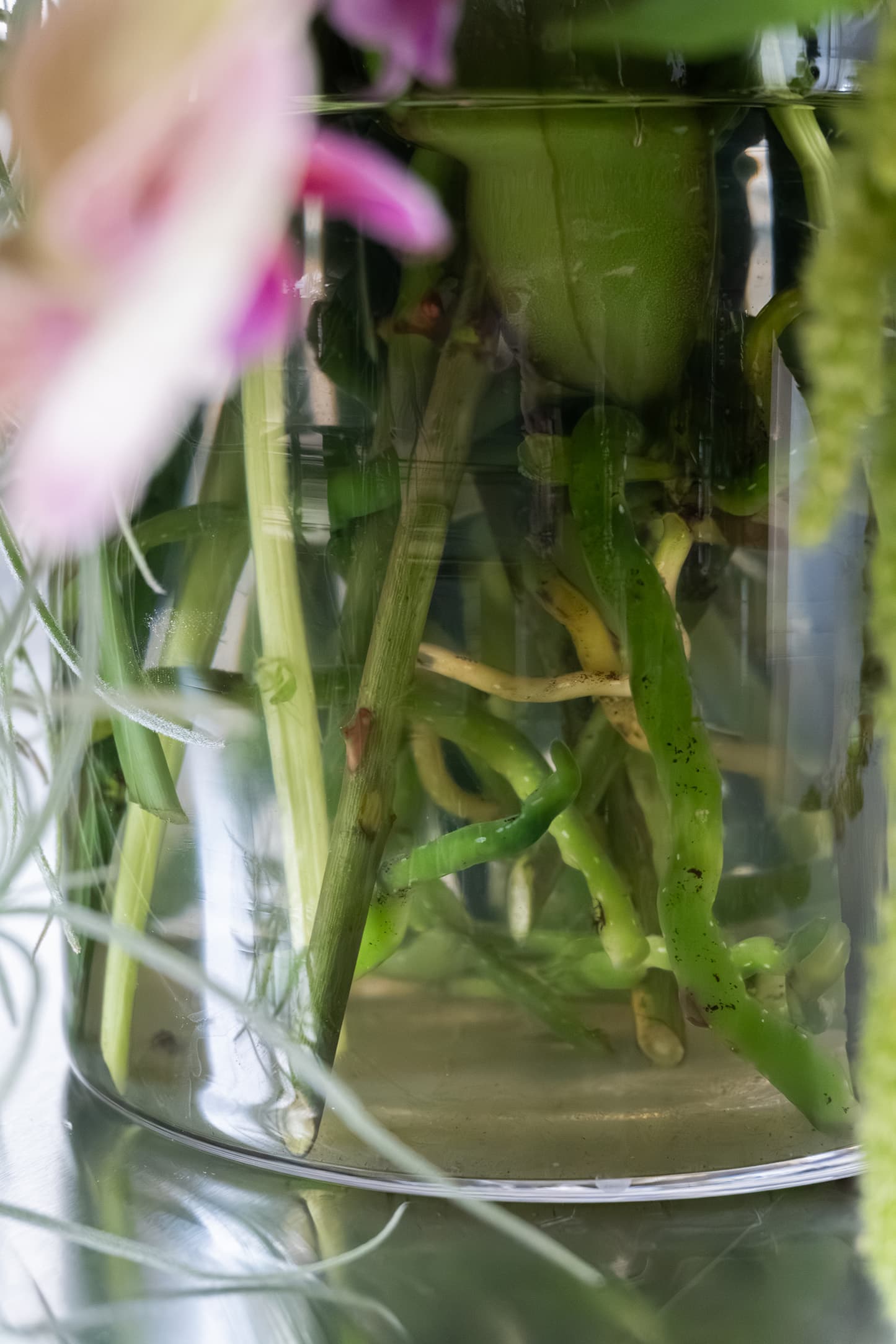 Live orchid plant arrangement in a vase by Shaa.Project, showcasing vibrant blooms and lush green leaves.