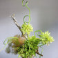 Moss Line floral arrangement with green smoke bush from Shaa.Project floral Styling Subscription