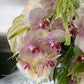 Pink orchid flower arrangement from Shaa.Project, showcasing vibrant petals and delicate details in a serene setting.