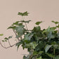 Potted plant arrangement 
