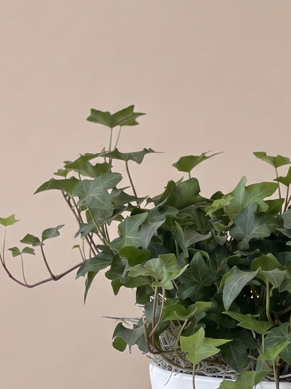Potted plant arrangement 