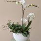 Potted plant with white orchids and green plant vines