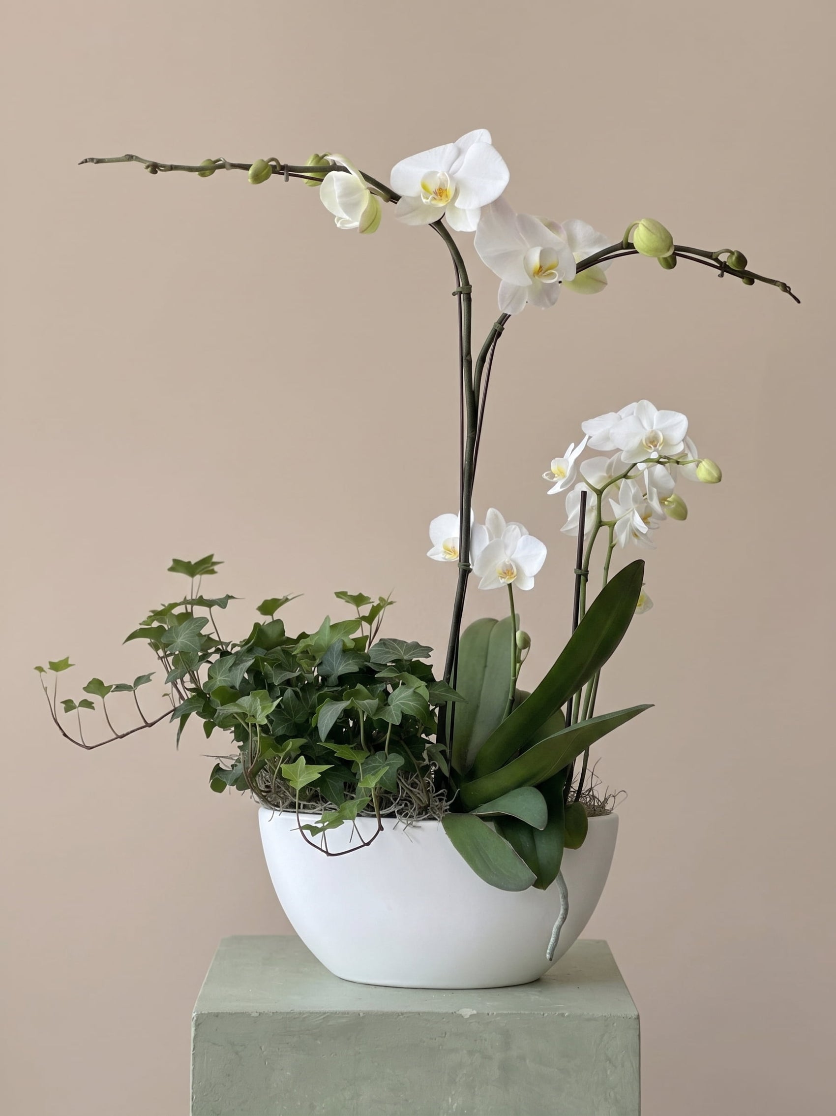 Potted plant with white orchids and green plant vines