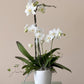 White orchid plant in a white pot 