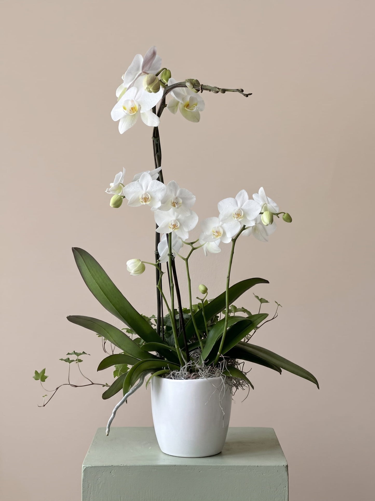 White orchid plant in a white pot 