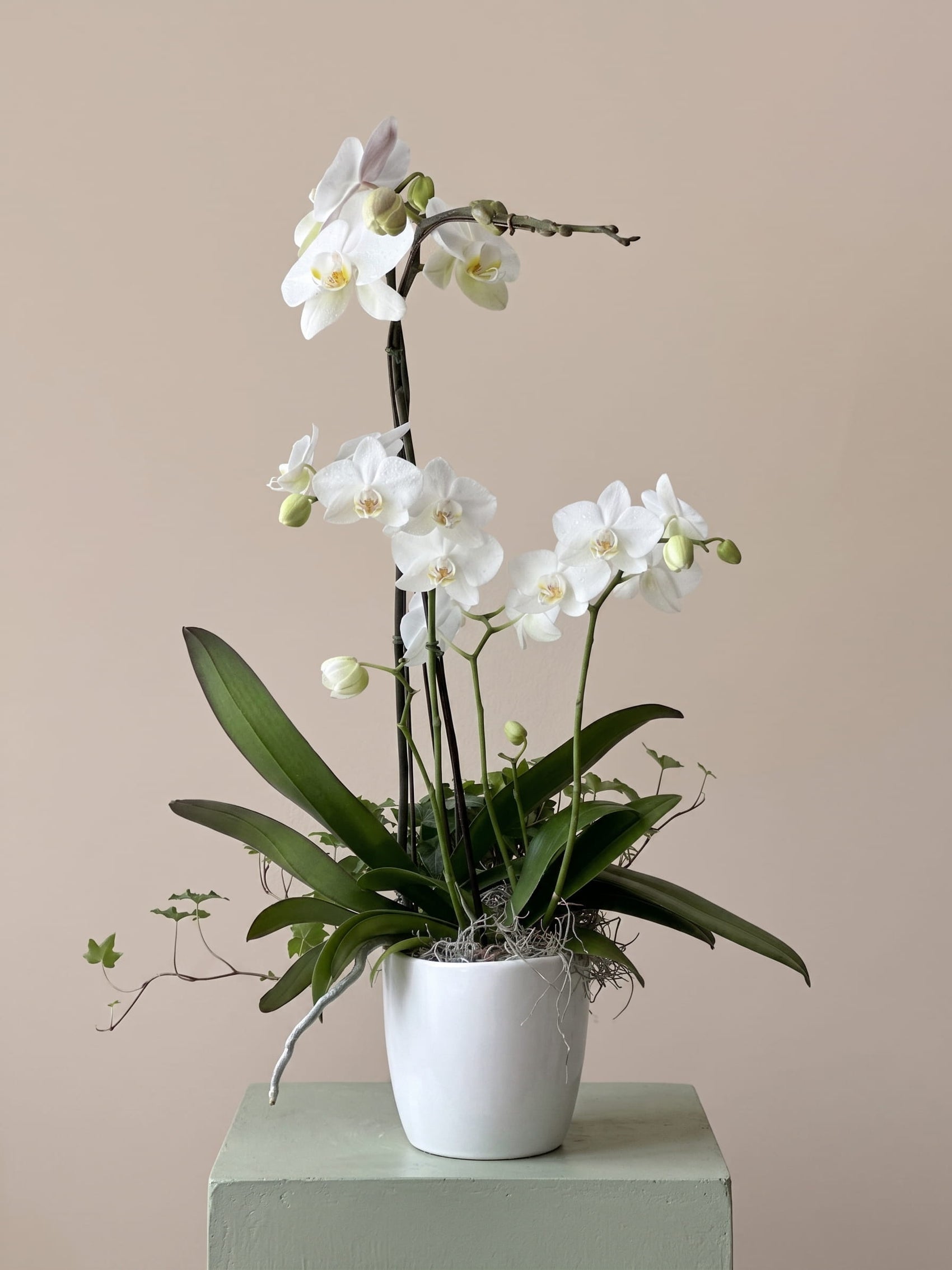 White orchid plant in a white pot 