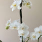 White orchids with green buds 