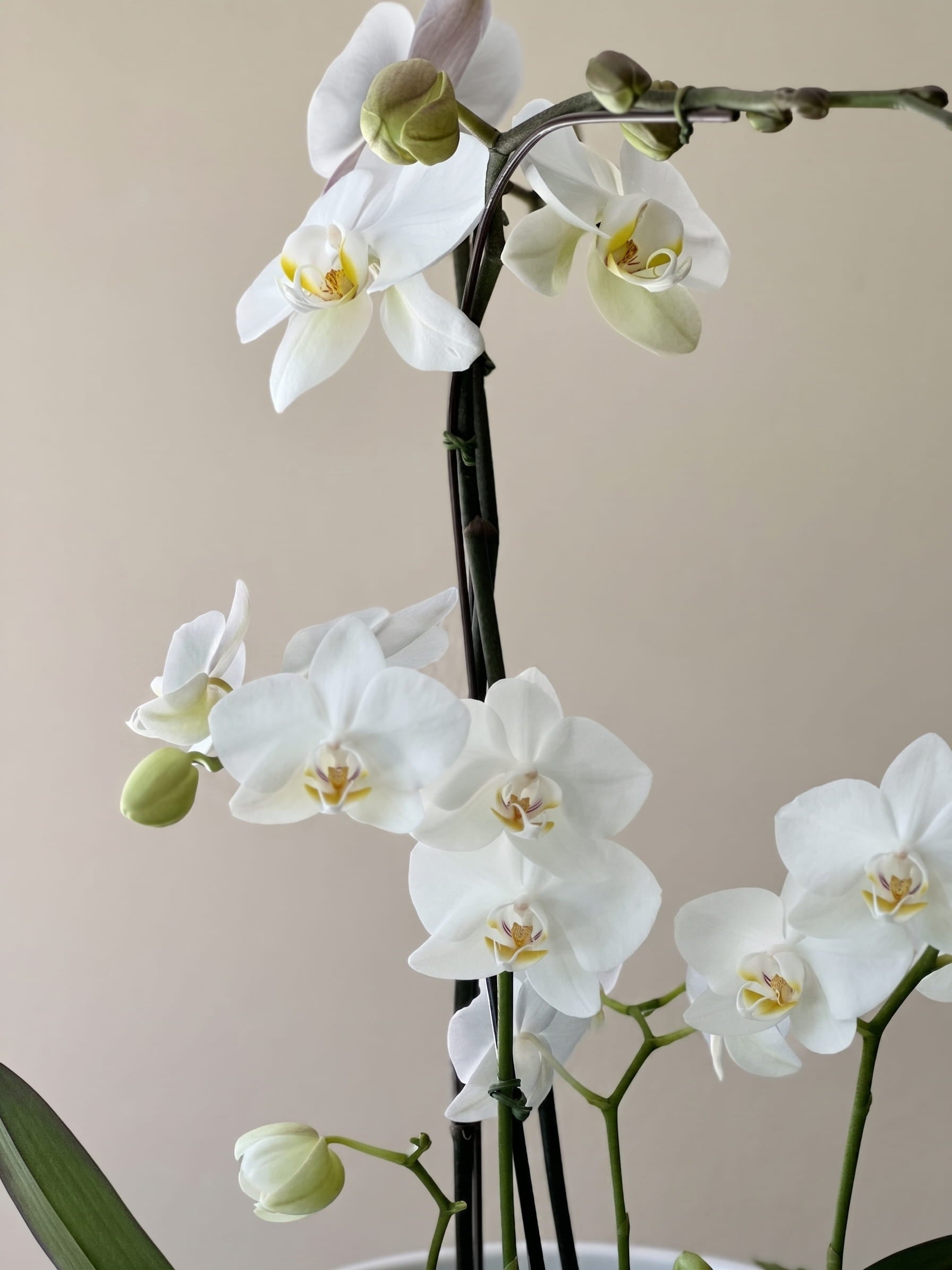 White orchids with green buds 