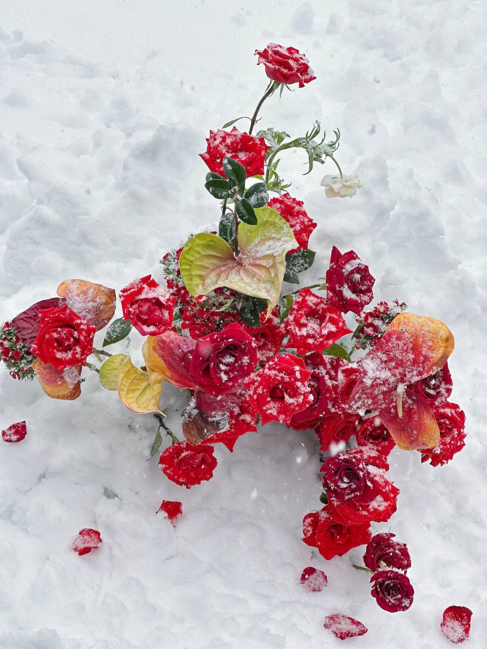 Red flowers on a snowy background