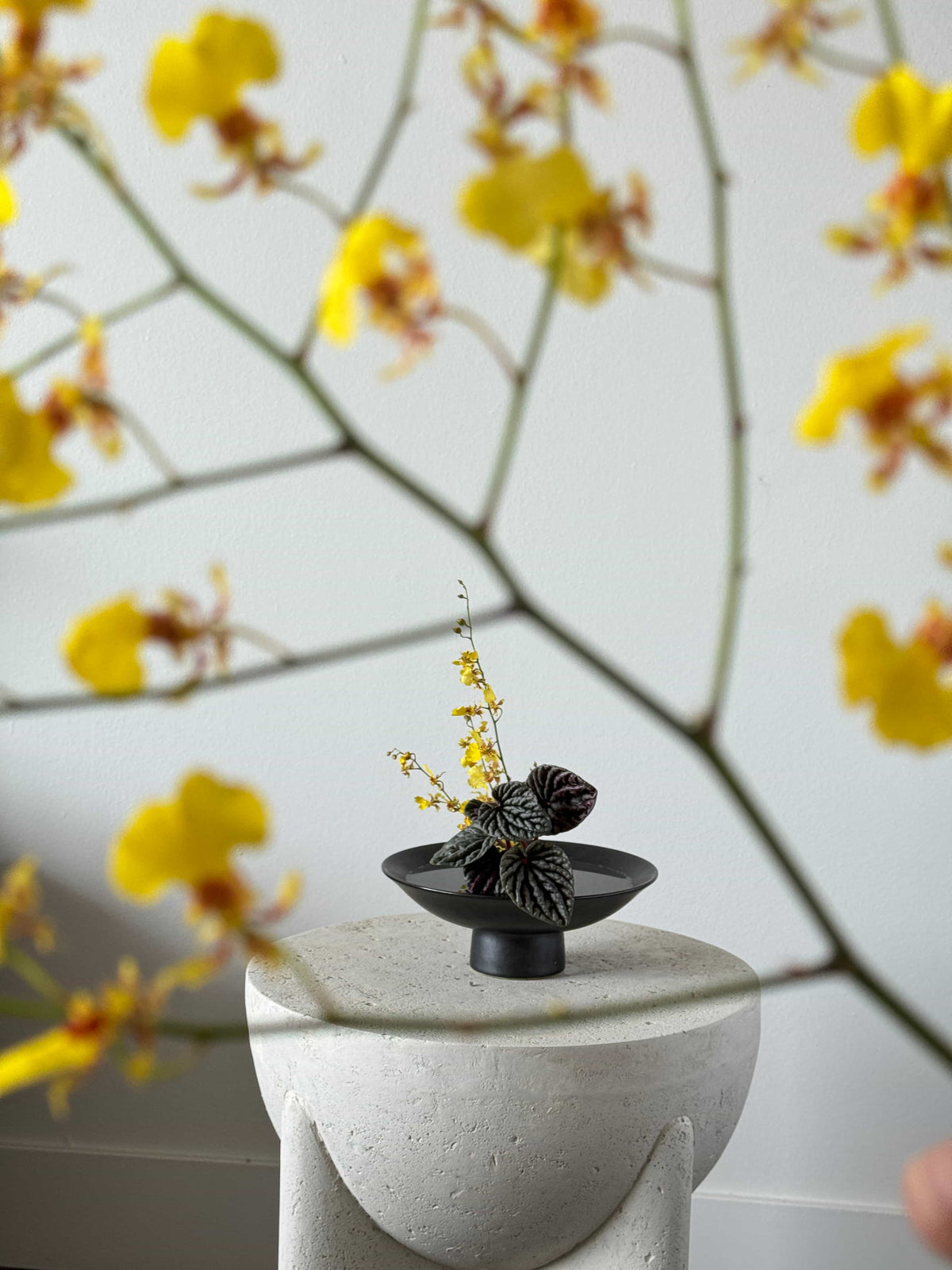 Yellow-orchid-ikebana-style Composition by Shaa.Project best Colorado floral artist 
