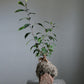 ficus ginseng kokedama plant with Rock