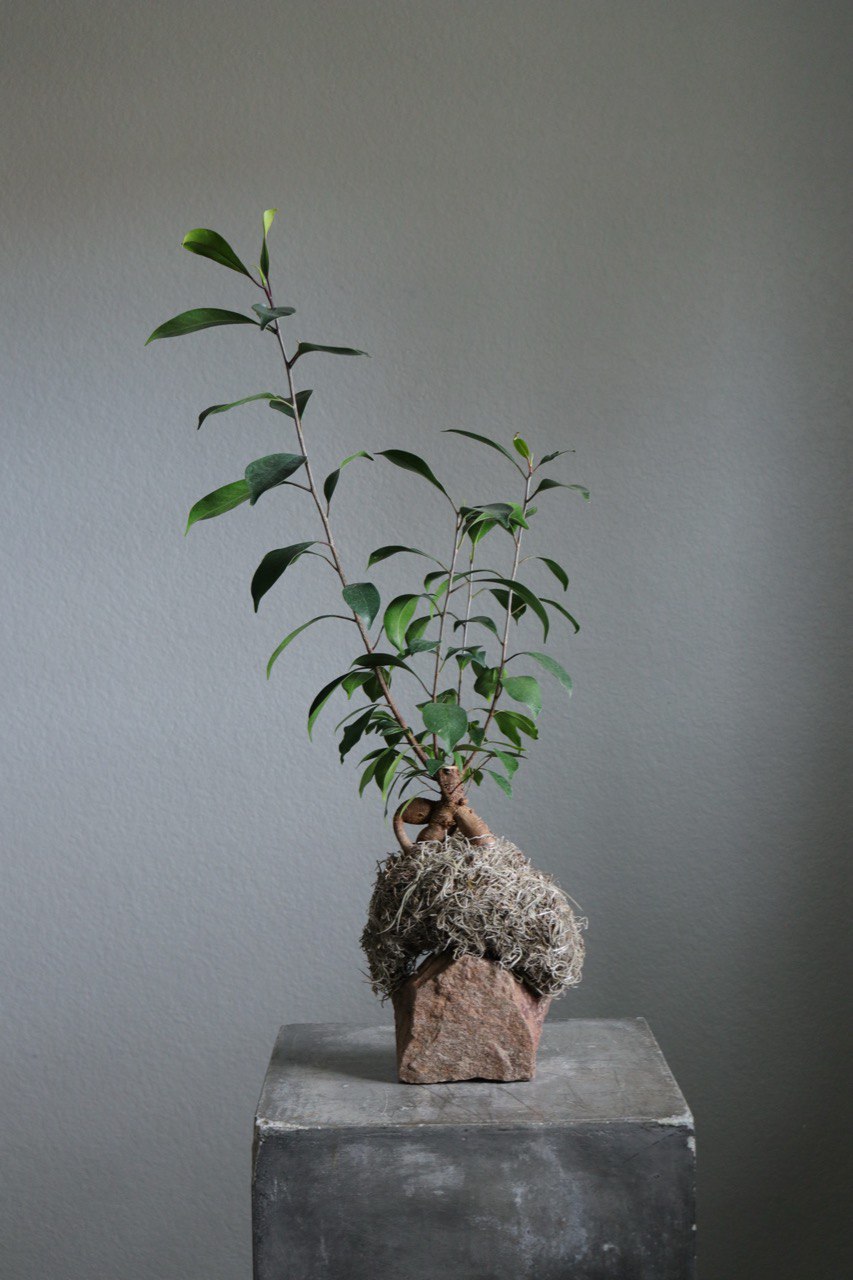 ficus ginseng kokedama plant with Rock