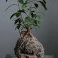 Kokedama-style plant on a stone base against a gray background