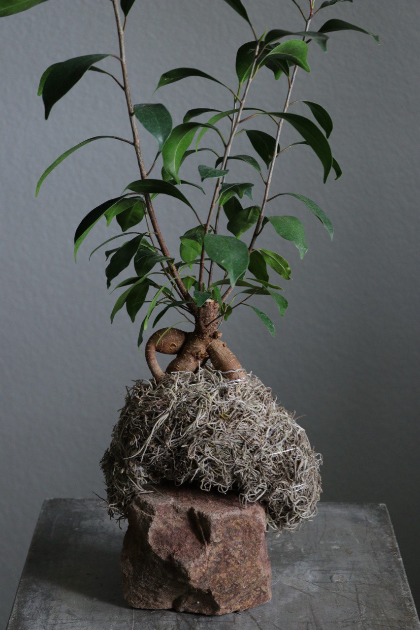 Kokedama-style plant on a stone base against a gray background