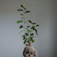 ficus ginseng kokedama plant resting on stone with moss roots
