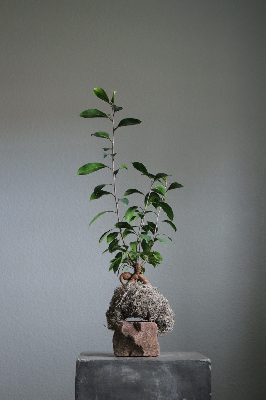 ficus ginseng kokedama plant resting on stone with moss roots