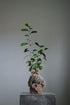 ficus ginseng kokedama plant resting on stone with moss roots