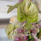Fresh Reverie arrangement featuring green anthurium and garden roses by Shaa.Project for a romantic Valentine's Day display.