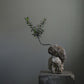 olive tree kokedama moss plant only at Shaa.Project Denver