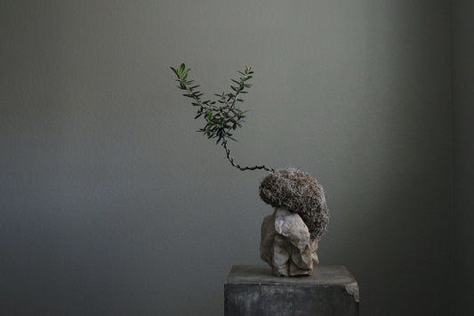 olive tree kokedama moss plant only at Shaa.Project Denver