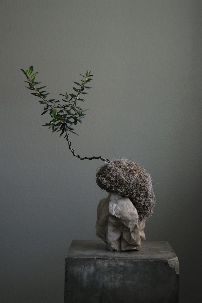olive tree kokedama moss plant resting on stone, design by Shaa.Project