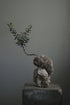 olive tree kokedama moss plant resting on stone, design by Shaa.Project