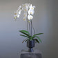 white phalaenopsis orchid plant in modern black ceramic pot