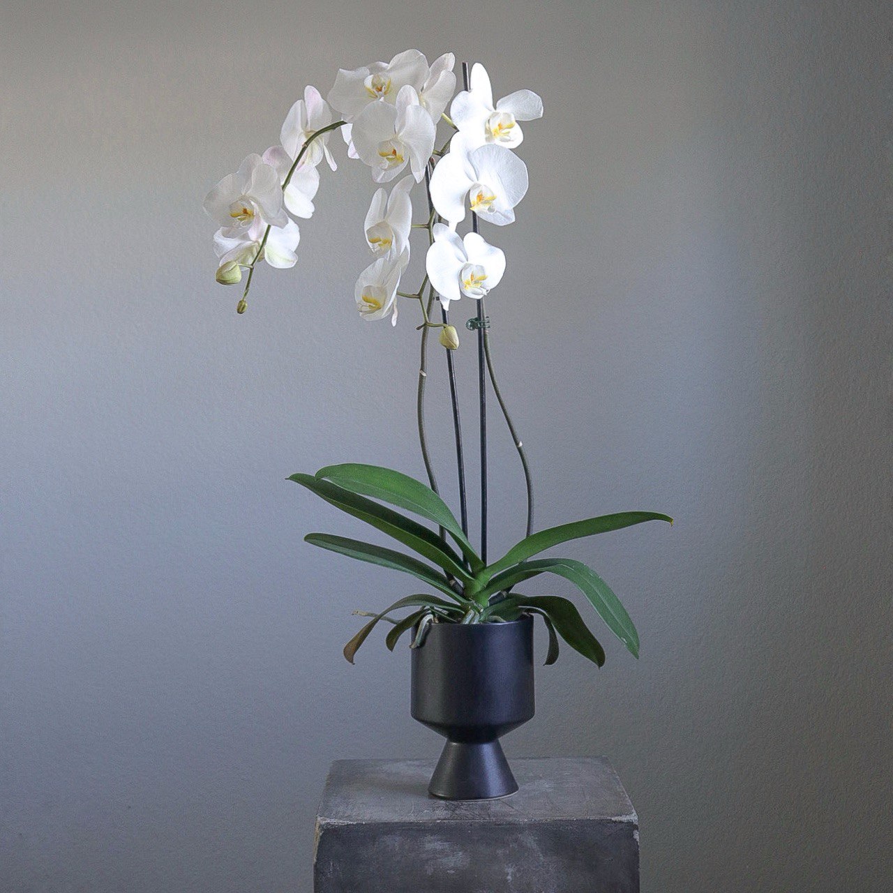 white phalaenopsis orchid plant in modern black ceramic pot