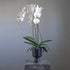 white phalaenopsis orchid plant in modern black ceramic pot