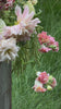 Romantic pink floral arrangement with dahlias and soft garden blooms