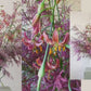 Flower arrangement subscription