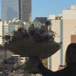 huge and fluffy bouquet of seasonal flowers
