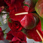 Red anthurium flower in velvet texture by Shaa.Project, showcasing vibrant red petals and green leaves.
