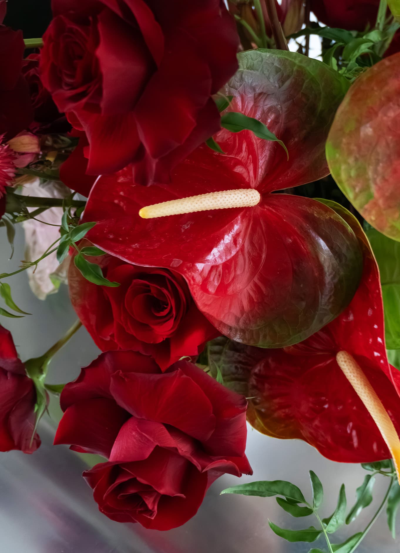 Red anthurium flower in velvet texture by Shaa.Project, showcasing vibrant red petals and green leaves.