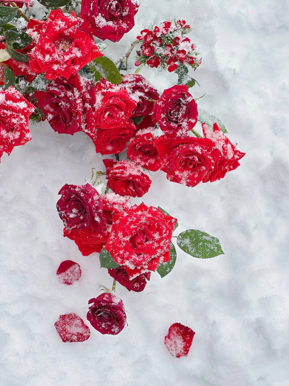 Red roses covered in snow on a white background